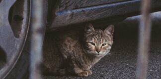 Motorists urged to check under car before driving after UK downpours pexels sarkis martirossian 15815562 min
