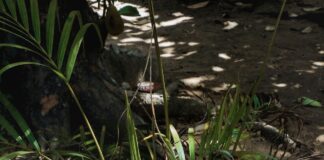 Help plants survive the heat pexels srijit mudi 16050056 min