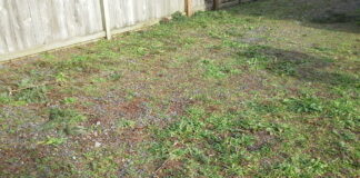 Gardening expert reveals the best ways to remove weeds from gravel unnamed file