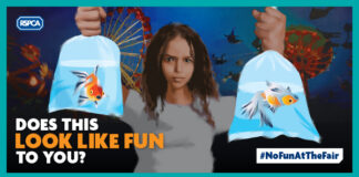 Minister backs RSPCA and calls on remaining councils to ban pets as prizes 1203 Pets as prizes Email banner 600x300 1