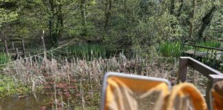 Anturiaethau gyda Bwystfilod Bychan: Dŵr Cymru a Chadwch Gymru’n Daclus yn cydweithio i gynnal sesiwn addysg, ar-lein, gyda gwahaniaeth. 20230425 115006101 iOS scaled