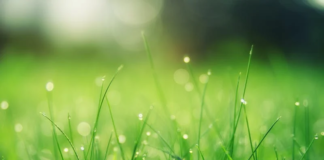 Five things that could be damaging your garden 37df2c23 3bf4 4d2a 9c35 7232a626c866 min