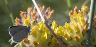 Rare Small Blue butterfly finds its home at military training area in Scotland Blue Butterflies scaled