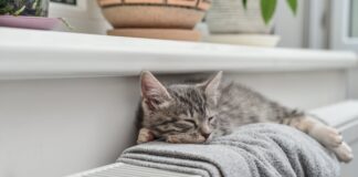 Unravelling Common Consumer Heating Queries Ahead of AW23 Cosy home cat on radiator 1 min scaled