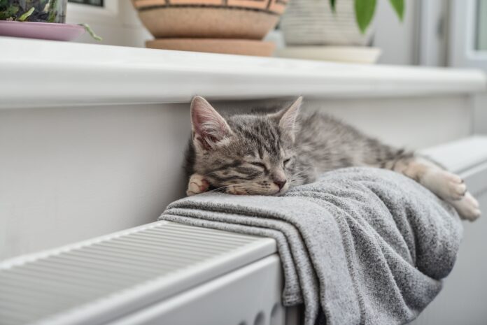 Cosy home cat on radiator 1 min scaled Cosy home cat on radiator 1 min scaled