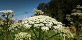 Hogweed warning: Brits urged to familiarise themselves with Britain’s most dangerous plant Hogweed min