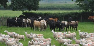 Welsh sheep farmers to help Farming Connect create EBV for methane yield Livestock from a previous Farming Connect Demonstration Site min scaled