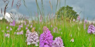 Well over 1000 orchids counted at Tregaron nature reserve Orchids at Orchid Meadows by Stephen Hounsham min scaled
