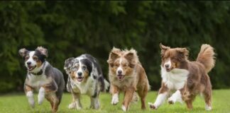 Rhyddhau’r tennyn yn ystod Diwrnod Allan i Gŵn Castell Caeriw SMALLDoggy Day