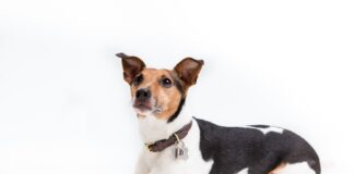 Dog owners warned they could face fines when walking their pooch this summer b52e4050 c979 443b 99a5 5f81a55cc5da scaled