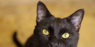 New Figures Reveal 1,072 Cat Cruelty Reports Made To RSPCA In Wales Last Year cat