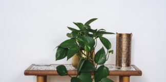 10 popular summer houseplants poisonous to you and your pets – peace lilies to snake plants devils ivy credit EvgeniAli shutterstock min scaled