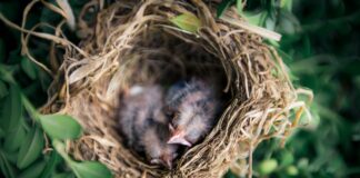 Seen A Baby Bird Outside Its Nest? Check Rspca Advice Online First fledglings