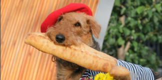 Snickers, Pepper and Baguette: The top foodie inspired pet names of 2023 revealed image001 2