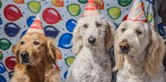 Pet expert’s tips on throwing the paw-fect puppy party this summer! image001 min