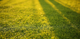 6 tips to keep your lawn healthy in hot weather pasted image 0