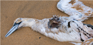 Public urged to be wary of possible cases of Avian Influenza (bird flu) sr 24457 bird flue 500 x 328