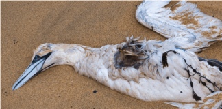 Public urged to be wary of possible cases of Avian Influenza (bird flu) sr 24457 bird flue 500 x 328 min