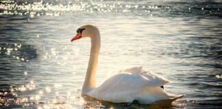 Unexplained deaths of Mute Swans and Wild Ducks swan g44b0b0322 1280 min