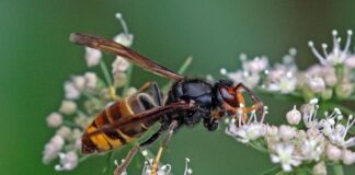 Gardening experts warn against Asian Hornet invasion after Europe’s heatwave Asian hornet Vespa velutina min scaled
