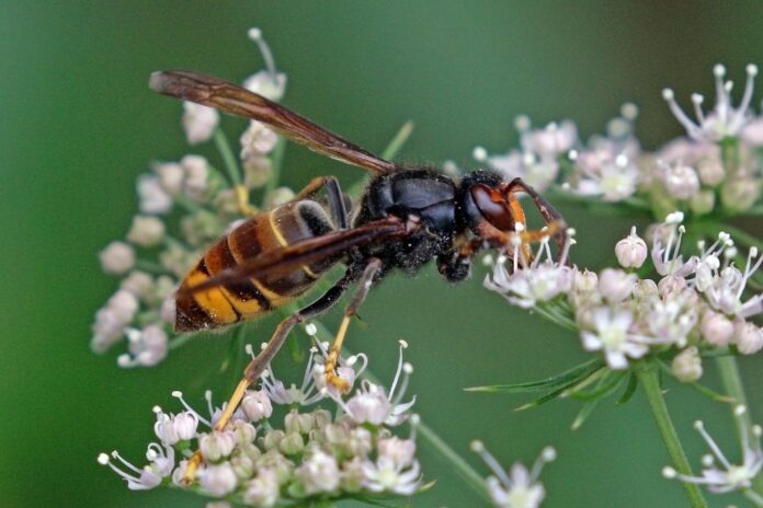 Asian hornet Vespa velutina min scaled