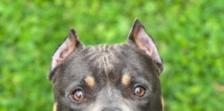 RSPCA calls for tougher action as illegal ear cropping continues in Wales Bumblebee forward