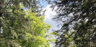 Tilhill Celebrates Stunning Twelve Award Wins in Woodlands Awards Elan Valley 1 min scaled