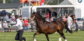 This month’s Pembrokeshire County Show promises to have something for everyone Equine competition scaled