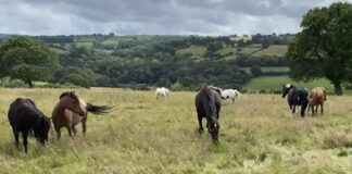Local Horse and Donkey Sanctuary gives safe haven to 12 Sussex horses New arrivals from Sussex enjoying their new home in Wales