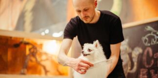 Dog groomer reveals which breed loves getting pampered boney dHIRbh9En6I unsplash scaled