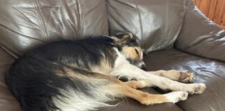 Dogs Trust issues urgent appeal for foster carers in Wales to help dog owners fleeing domestic abuse bryn gsdcross dogs trust