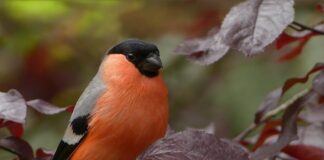 Five reasons you should take up birding for your wellbeing bullfinch gbf0bb6ad8 1280 min
