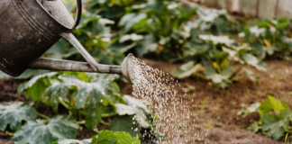 Holidaying Brits given garden advice f77b50db 2e27 4fea bc1d f4809437fbf9 1