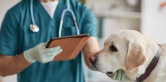 5 things could save you thousands in vets bills image001