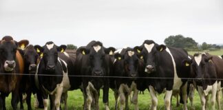 3 benefits of bolusing livestock image002