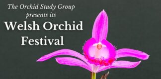 Aberglasney delighted to host Welsh Orchid Festival orchid festival