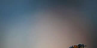 Wasp warning for motorists pexels deepak ramesha 12940135 min scaled