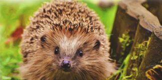 Unlock Your Garden’s Potential pexels pixabay 260143 min 1