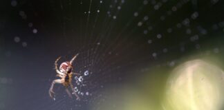 Here’s why spiders are good for your garden spider