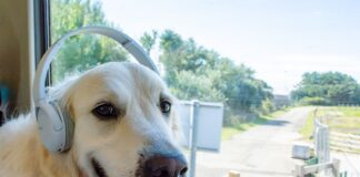 Cambrian Railway Partnership – audio guide takes you on an educational journey through some of the most beautiful areas of the UK window seater app launch dog min scaled