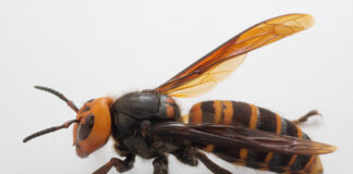 Gardening experts warn against Asian Hornet invasion after heatwave 20200512 P1100071 Vespa mandarinia japonica scaled
