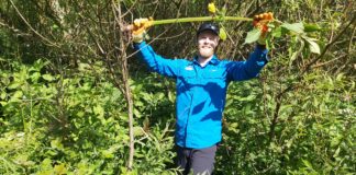 Prosiect rhywogaethau estron goresgynnol yn ymestyn i chwe safle newydd diolch i hwb ariannol 20230601 103832 min scaled