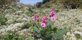 nvasive non-native species project branches out to six new sites thanks to funding boost 20230620 114431 min scaled