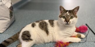 Purr-lease help us find a home for Patrick rescued from poor conditions Patrick scaled