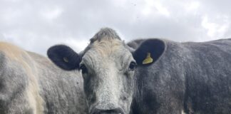 Cattle Underpass Scheme Related To Dairy Farm Expansion Approved Rumenco Calver Maxx suckler cow @300 min scaled