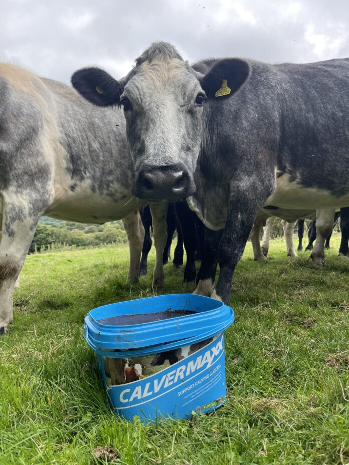 Rumenco Calver Maxx suckler cow @300 min scaled Rumenco Calver Maxx suckler cow @300 min scaled