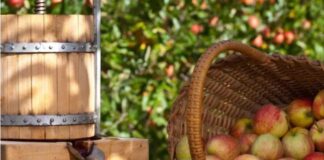 Experience the flavours of autumn at Carew Castle’s Apple pressing events SMALLApple pressing