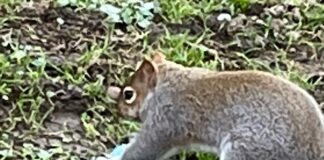 Ban on vapes must extend to Wales to avoid wildlife being ‘left vulnerable Untitled 1