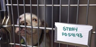 RSPCA Cymru celebrates outstanding winners of prestigious PawPrints awards Untitled