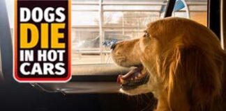 Surge in hot weather pet advice searches as RSPCA warns of ‘killer’ heatwave ZvwuO3 ZdpZ6IJ MFkN8K5q59gToMosOAT6rCEKu4pys7Cp HJ3iGgpSLHpyrHUILpS8tLmBYZoRonremvKUGyqFgVywPKYqG5eTGjeuoqPiE3VKB2G0OusaIGflcgB71a5HTSNEZSKL0lWRBrwmVtgvK C2ztnWW0WQFA6bWvfghyvjgEw7OQaOBRh2qLxQIBo wAbouw